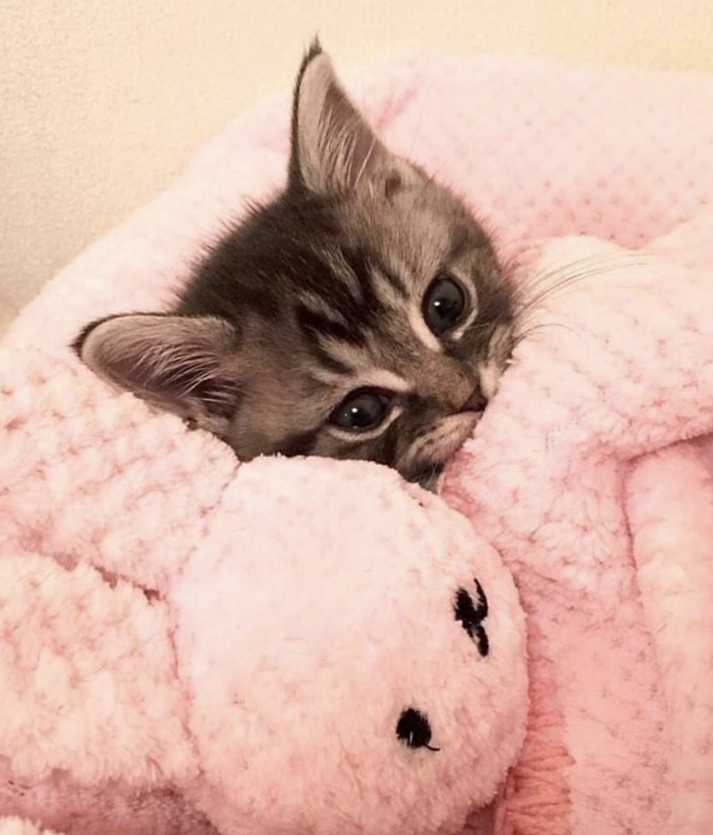 Пижама котенок