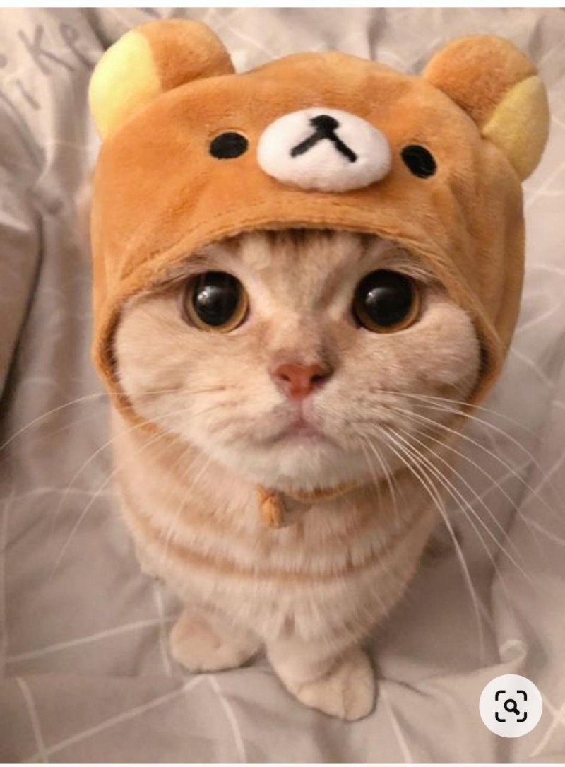 Милый котик в шапке