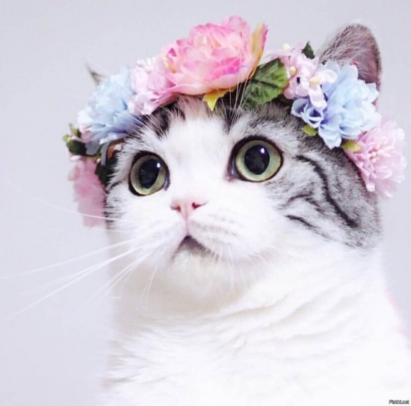 Милый котик в венке