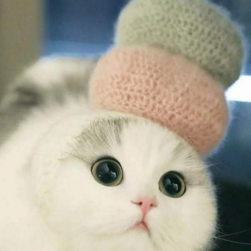 Няшный кот