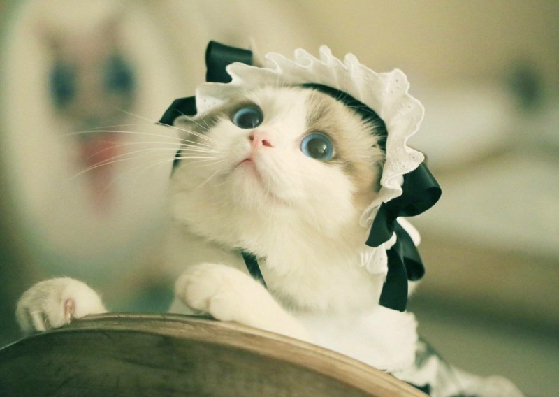 Миленькие котики в костюме