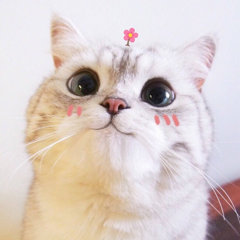 Няшные котики