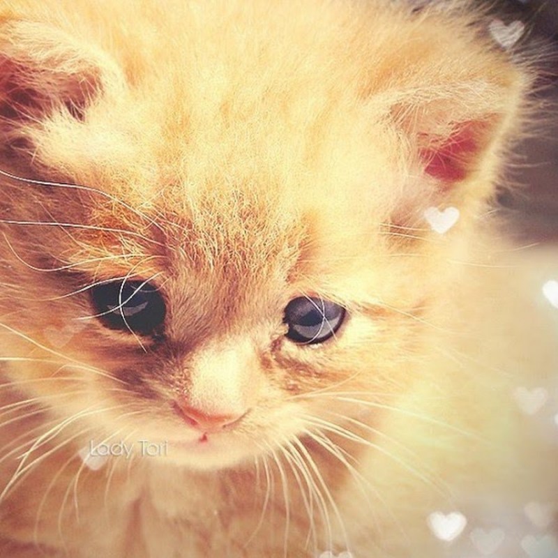 Аватарка котик милый