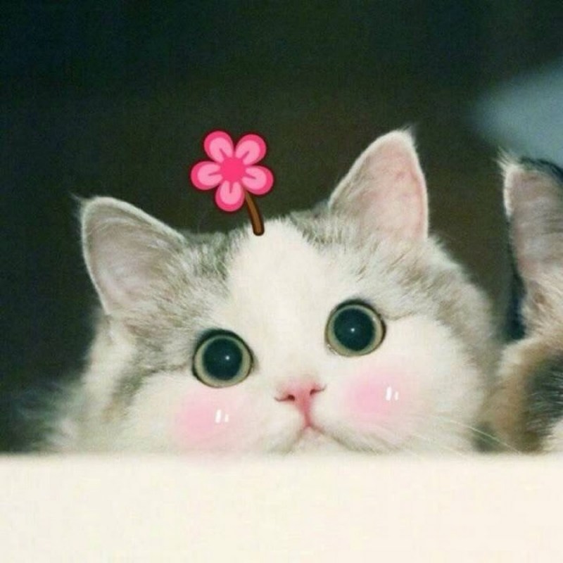 Милый котик с сердечками