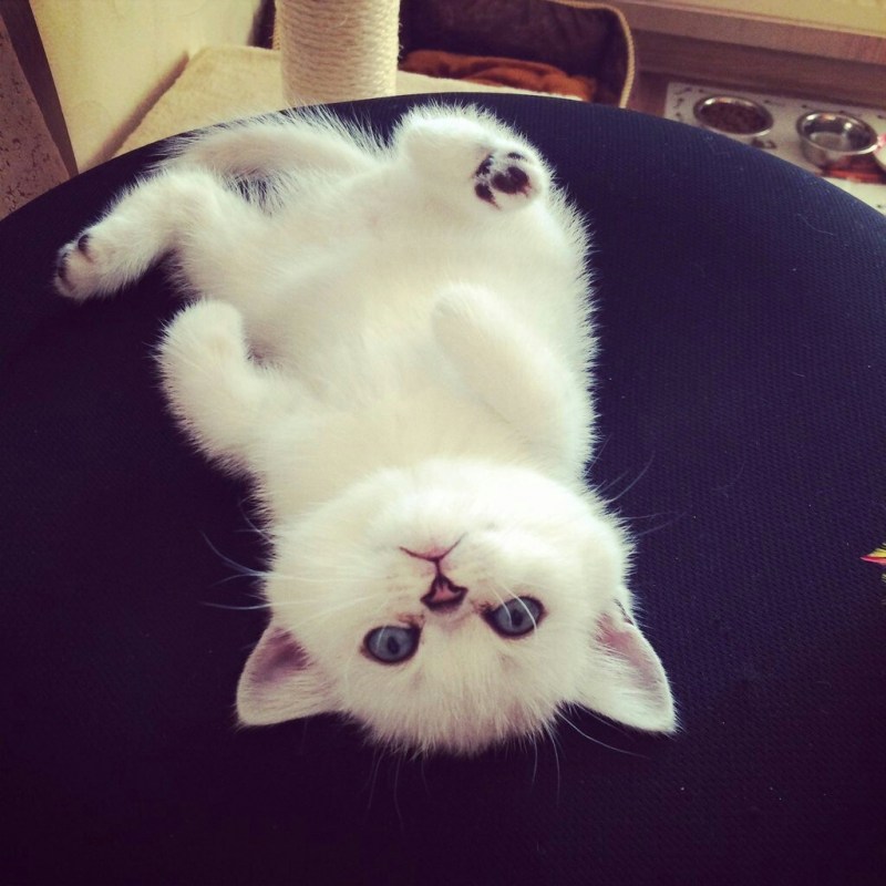Милые фоточки с котиками