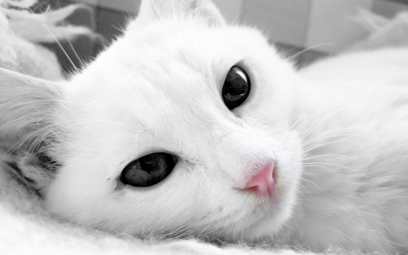 Белый котенок