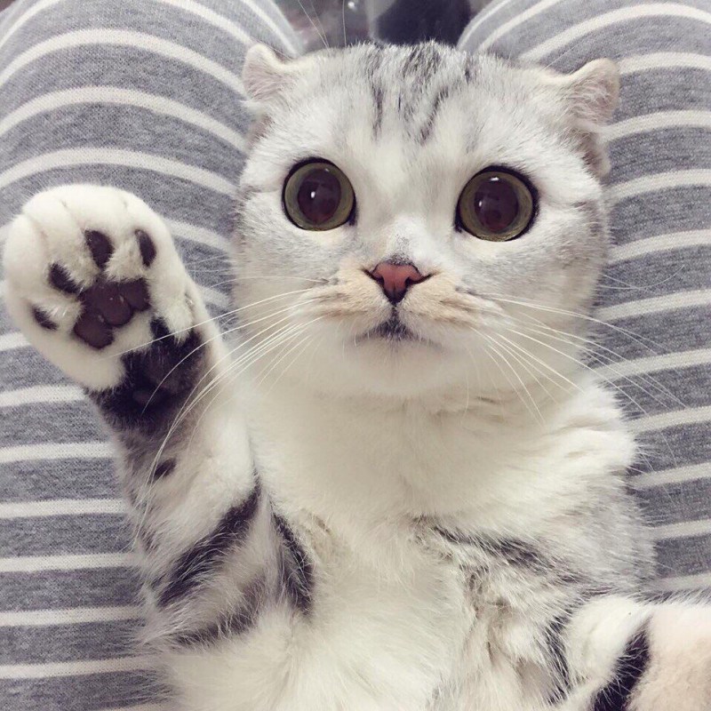 Милые пикчи с котятами