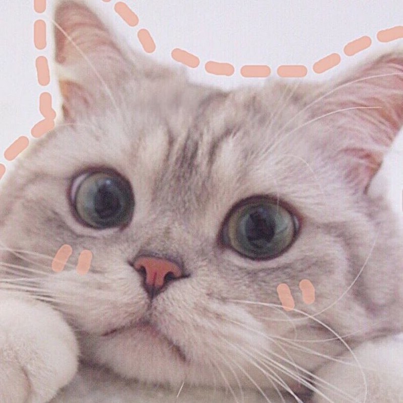 Милые котики с румянцем