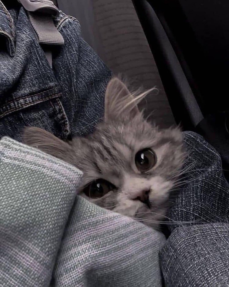 Милые котики