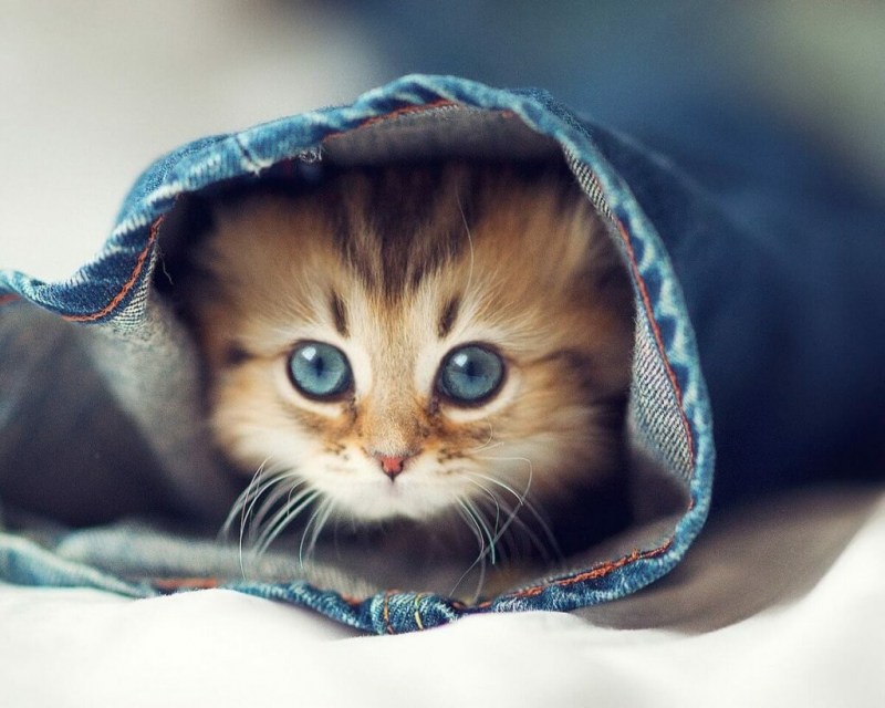Няшные котята