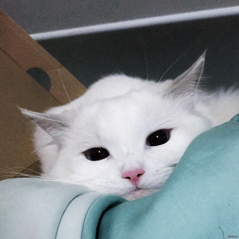 Котята с сердечками над головой