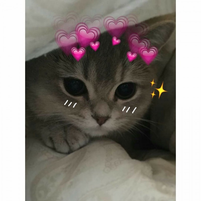 Милые котики с сердечками