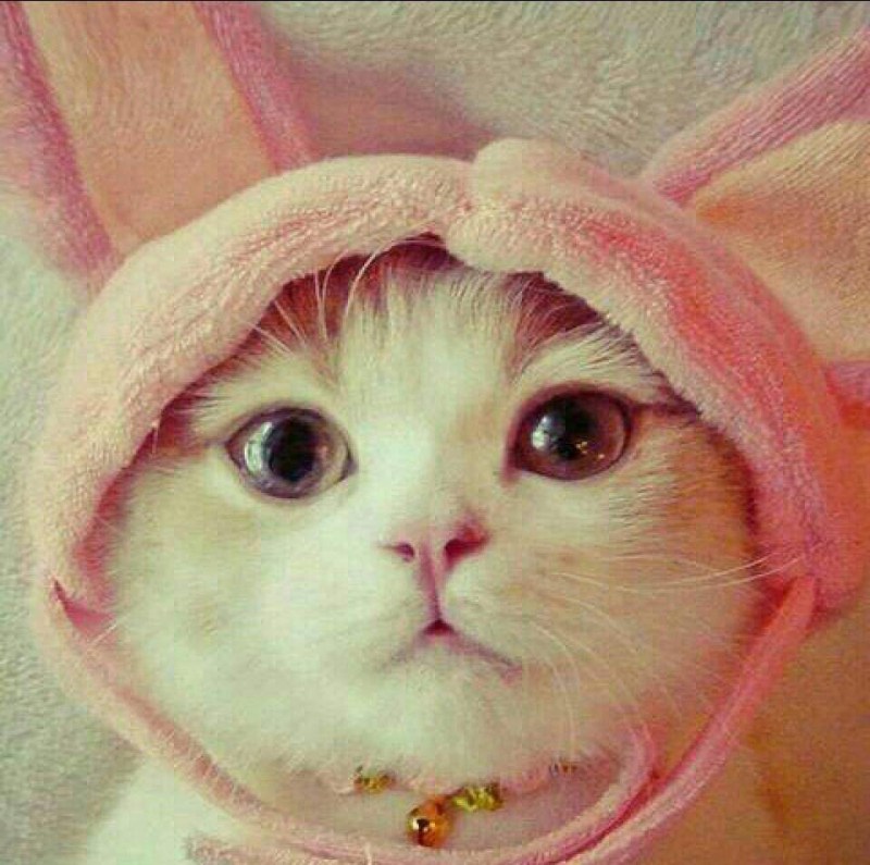 Кот в шапочке с ушками