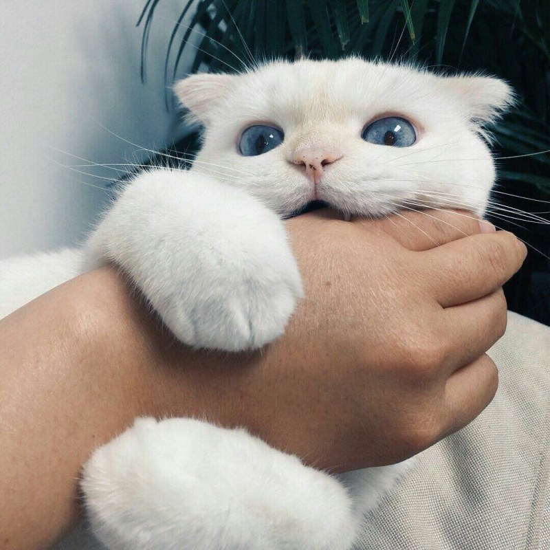 Милый котик Эстетика