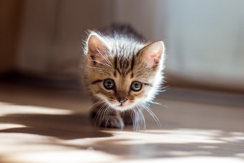 Котята на аву