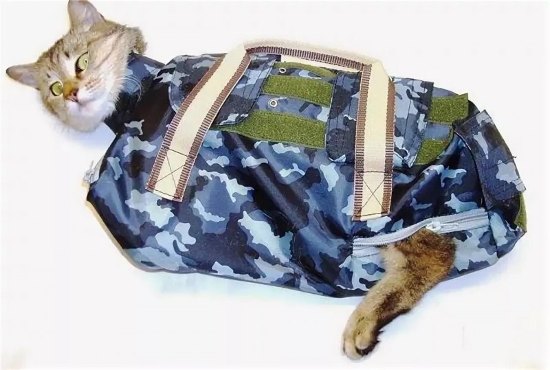 Кошка завернутая в полотенце