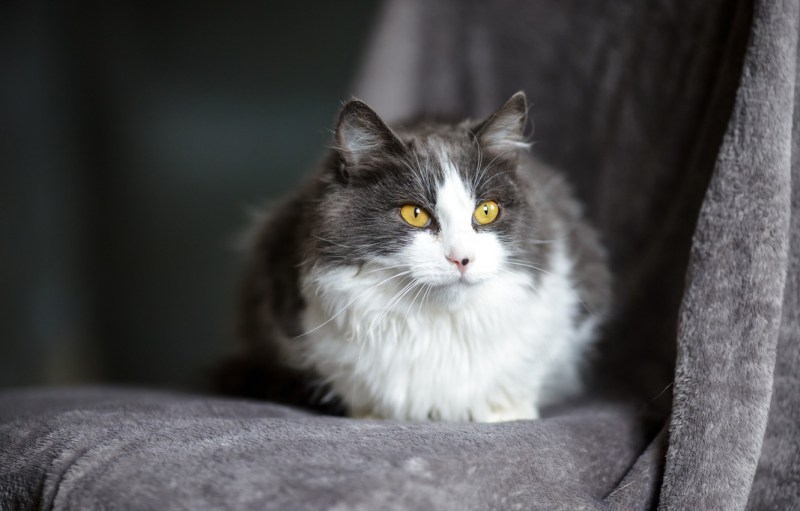 Серая пушистая кошка косоглазая
