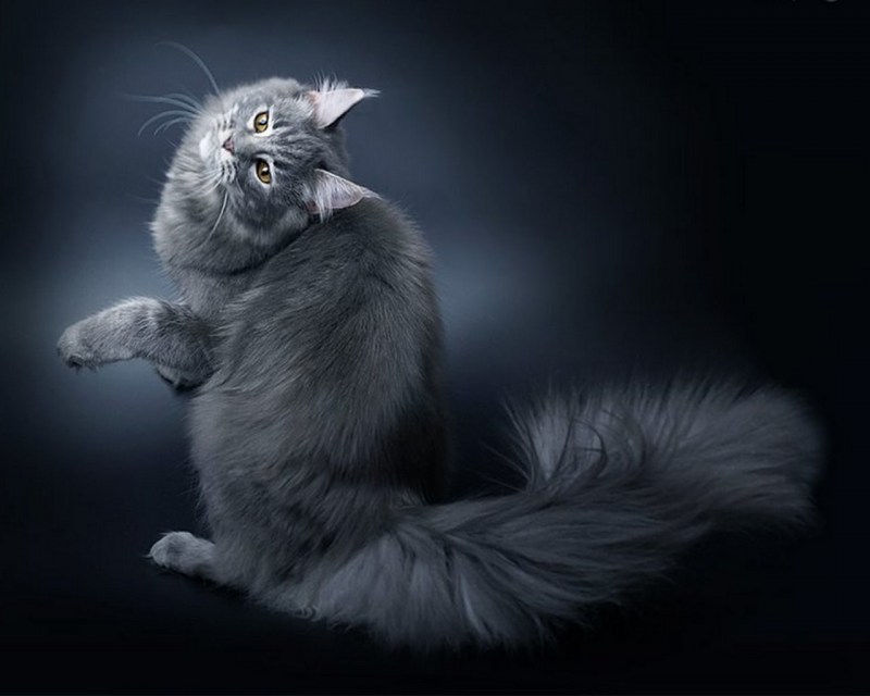 Кошка Мейн кун серая