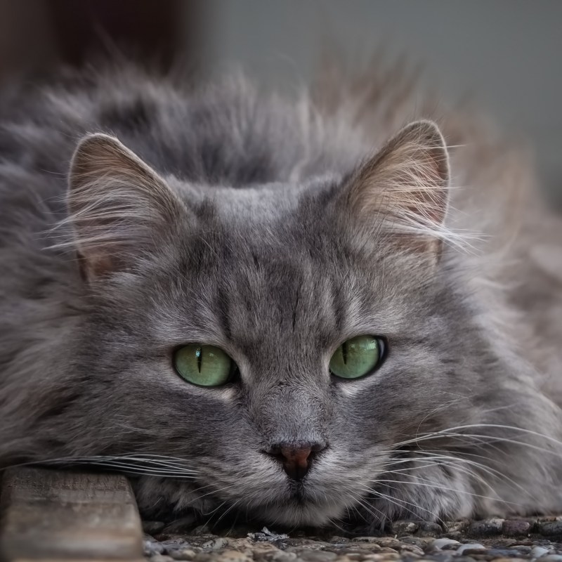Сибирская кошка серая дымчатая