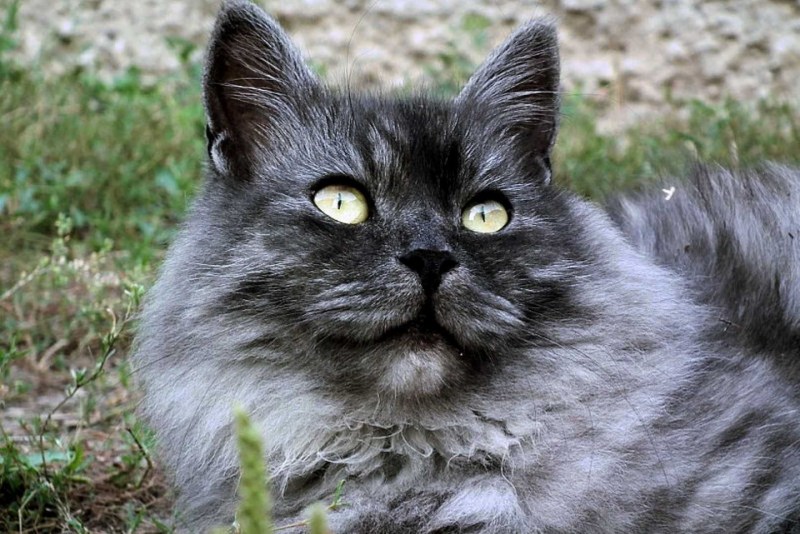 Рыжий и серо белый длинношерстные котята