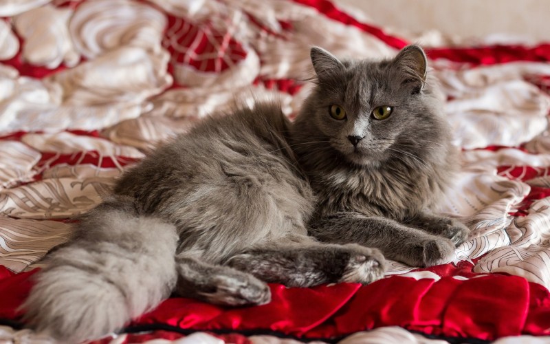 Персицкий дымчатый котёнок