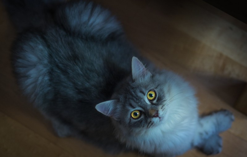 Сибирская кошка дымчатая котенок