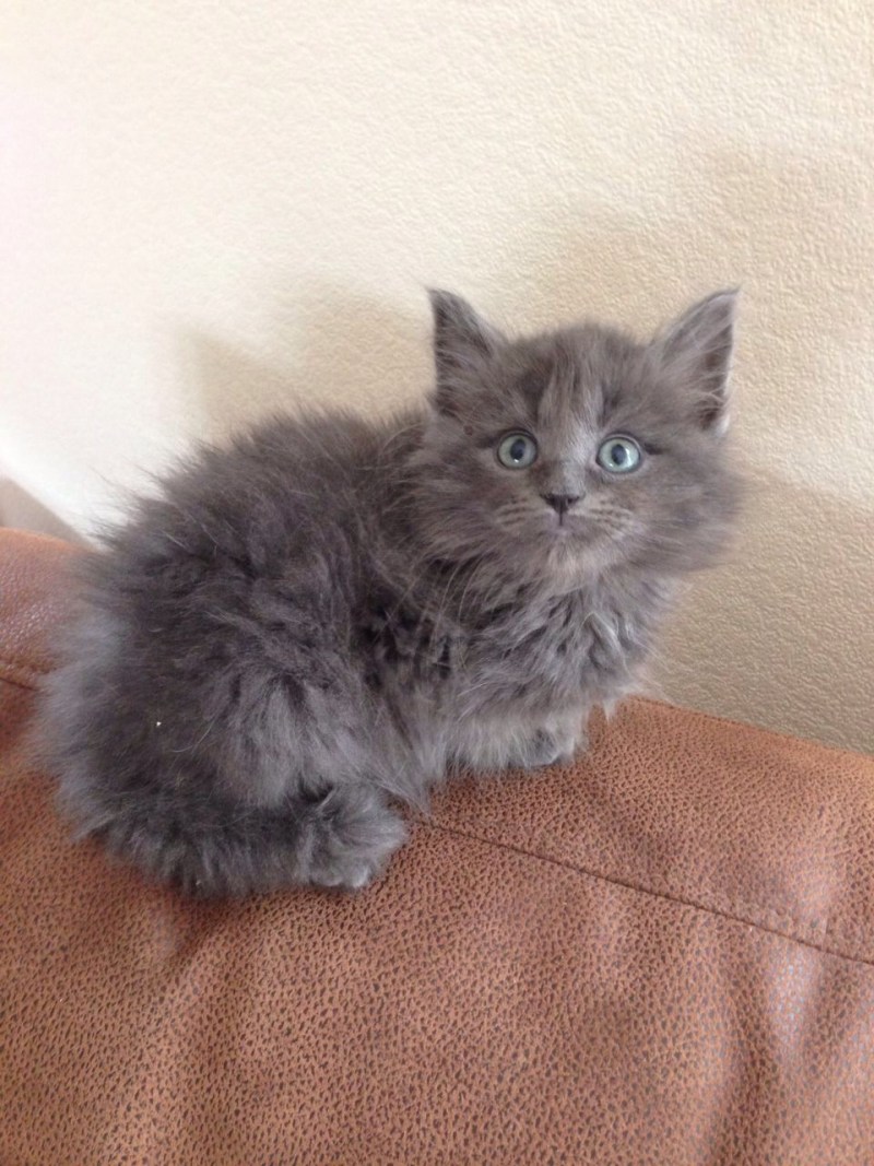 Зеленоглазый Сибирский кот