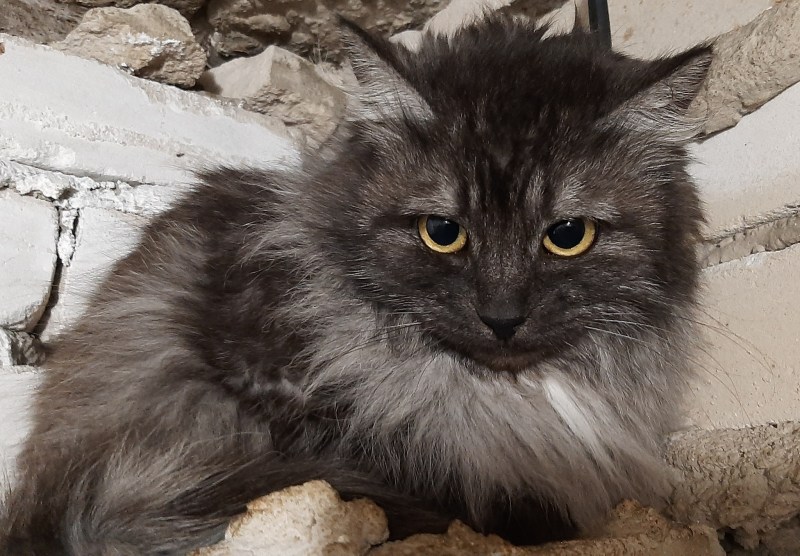 Кошка Мейн кун серая