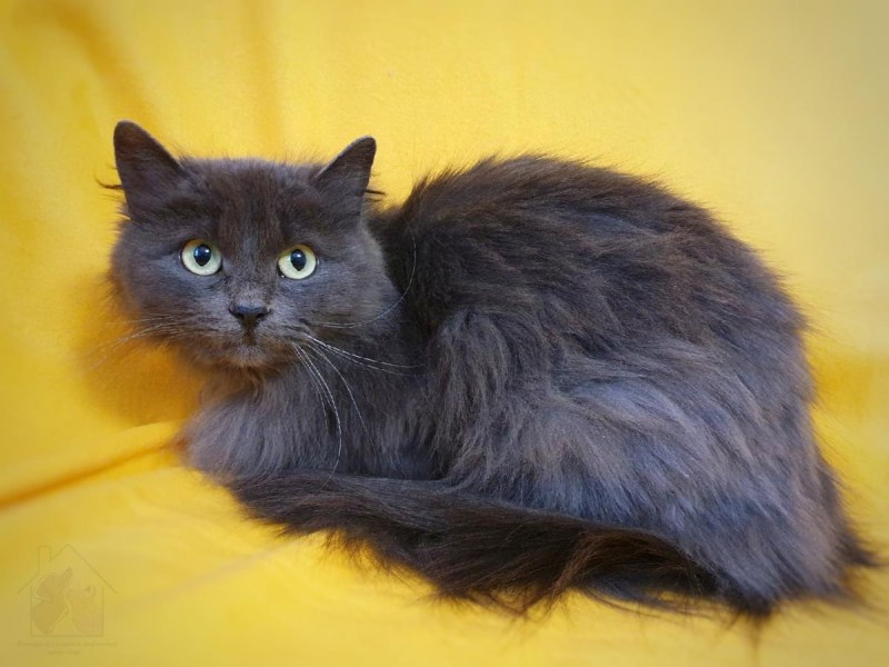 Серо белая кошка