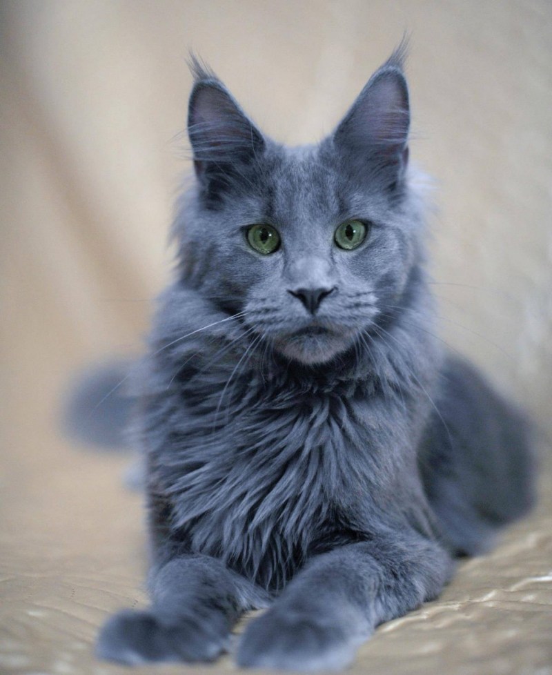 Сибирская кошка серая котенок