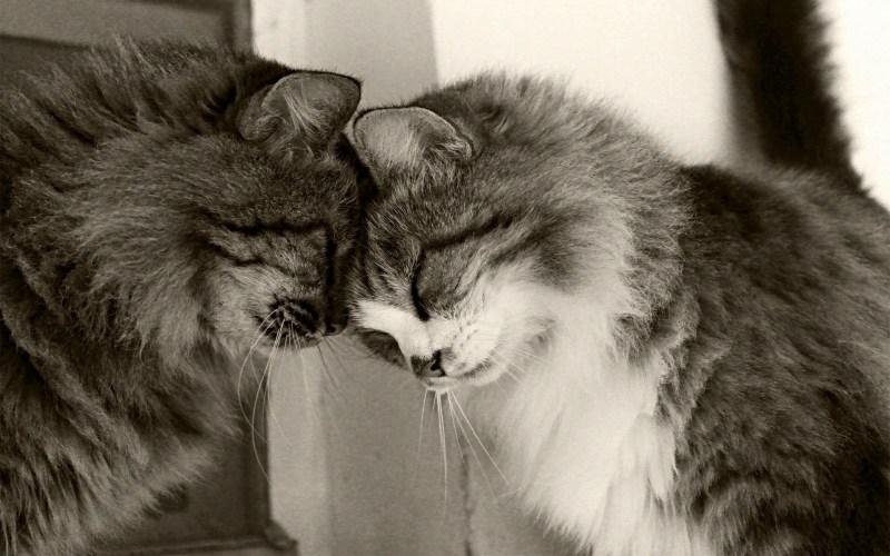 Кошки обнимаются