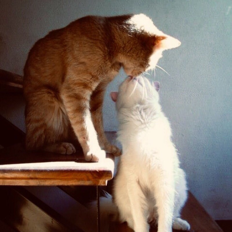 Кошки любовь