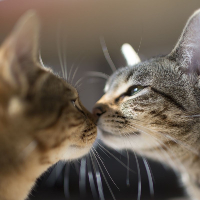 Котики целуются в щечку