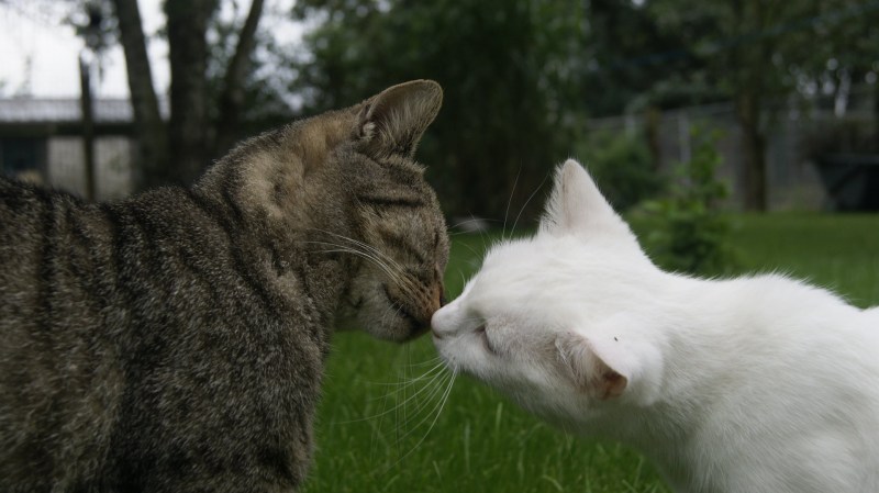 Любовь котов