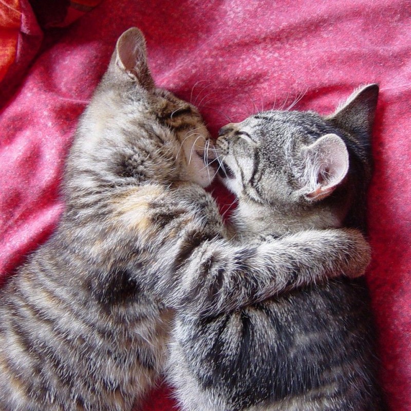 Котики любовь