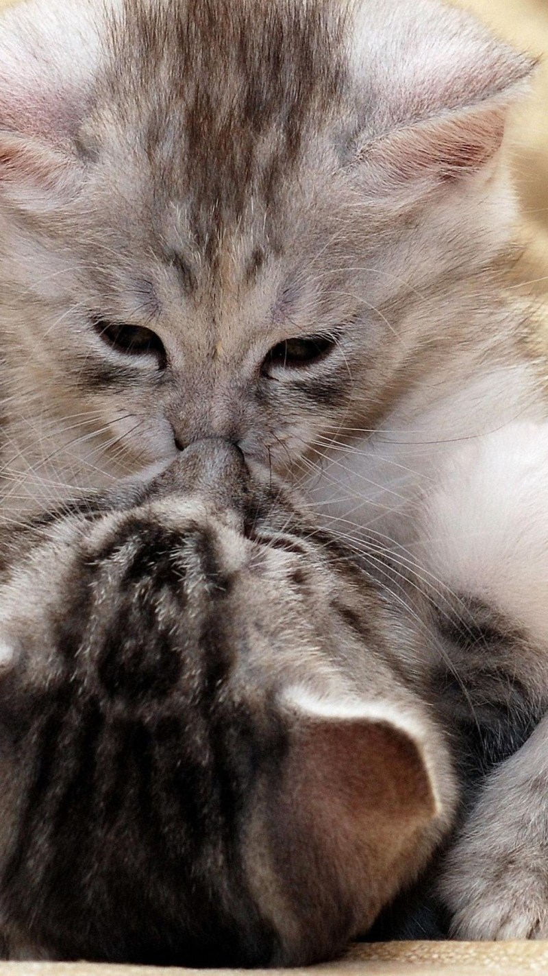 Нежные котята