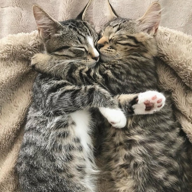 Котики обнимаются