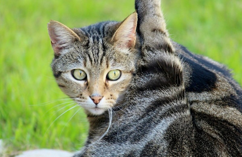 Домашние полосатые коты