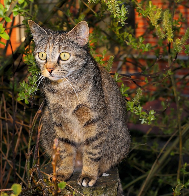 Европейская Лесная короткошерстная кошка