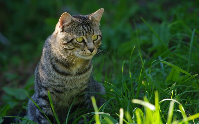 Европейская короткошерстная кошка