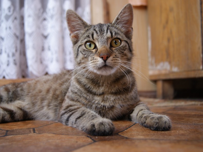 Домашний кот