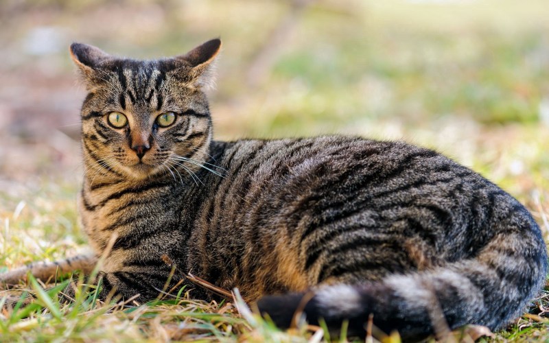 Фото простого котика