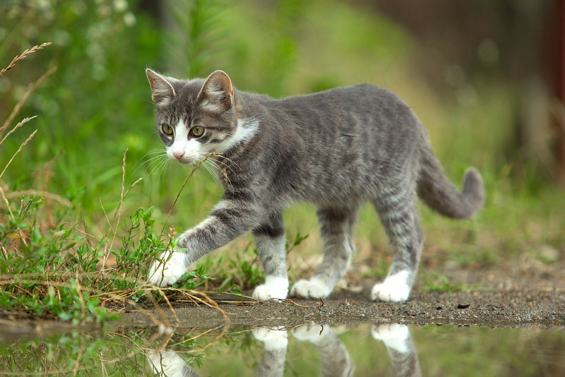 Домашний питомец кот