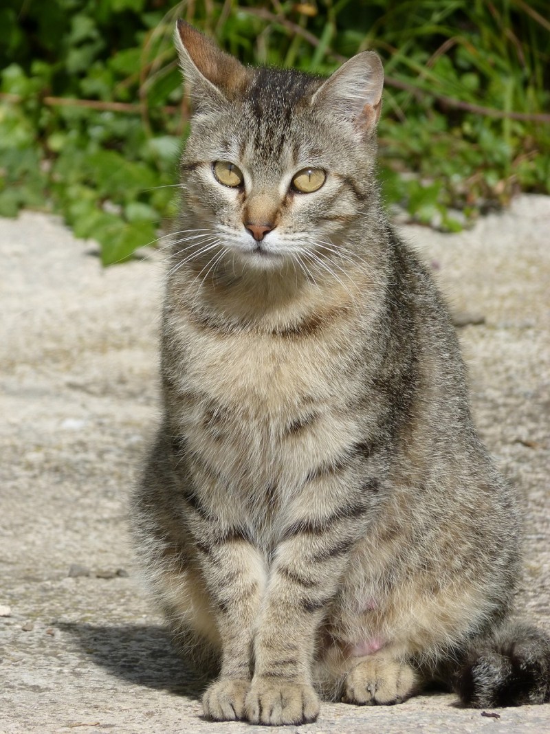 Кошки обычные домашние