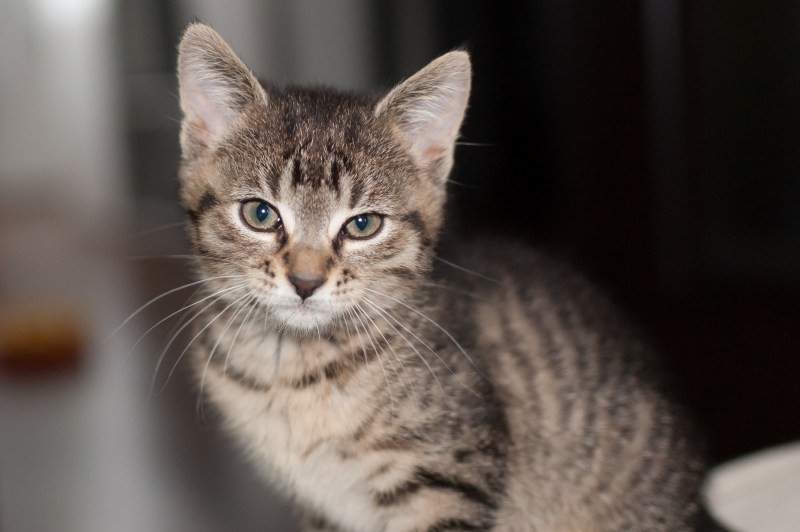 Европейская короткошерстная кошка котята