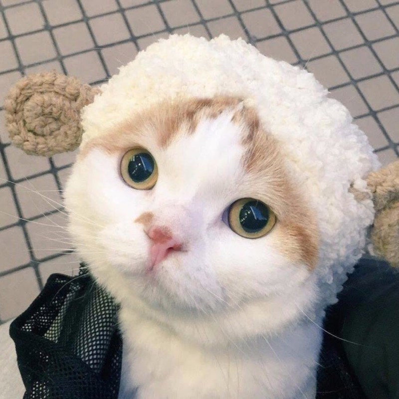 Кошка с барашком