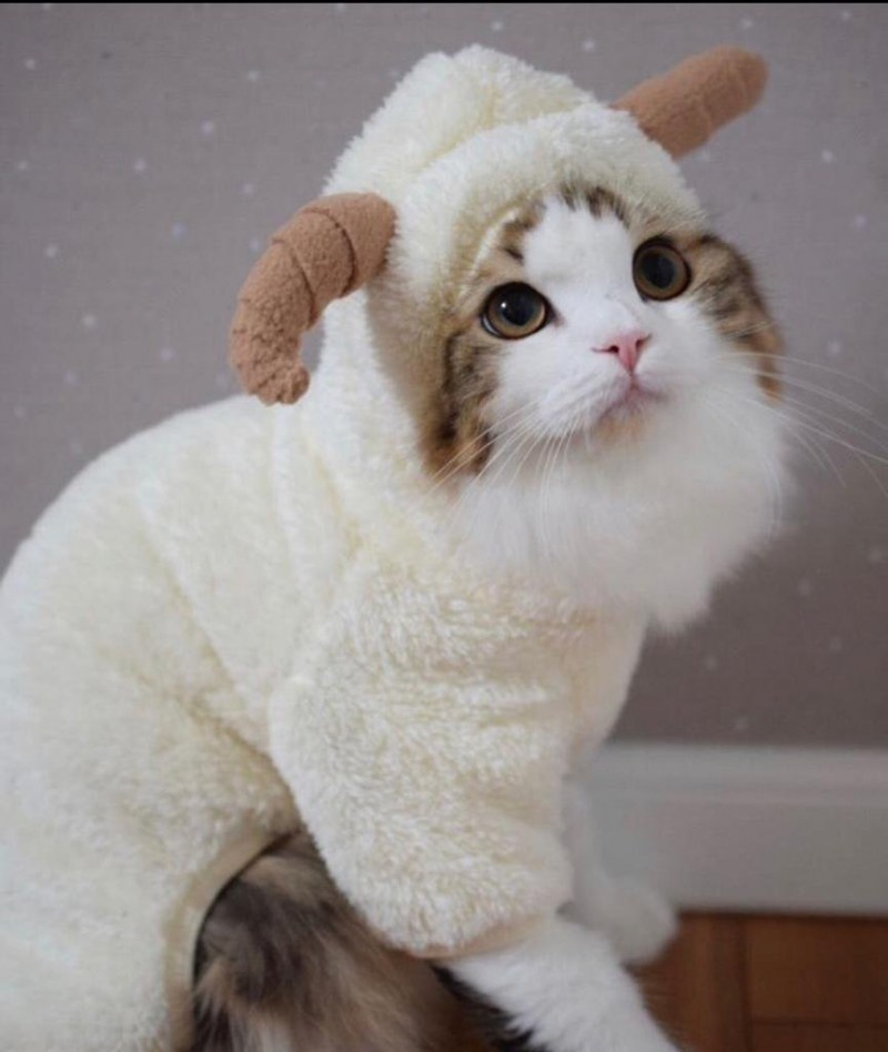 Котики в костюмах барашек