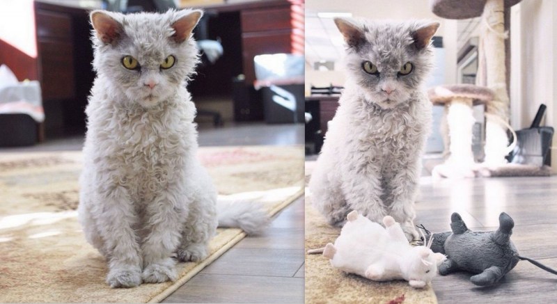 Злой белый кучерявый кот Альберт