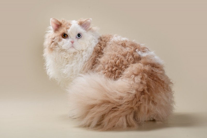 Кот в костюме овечки
