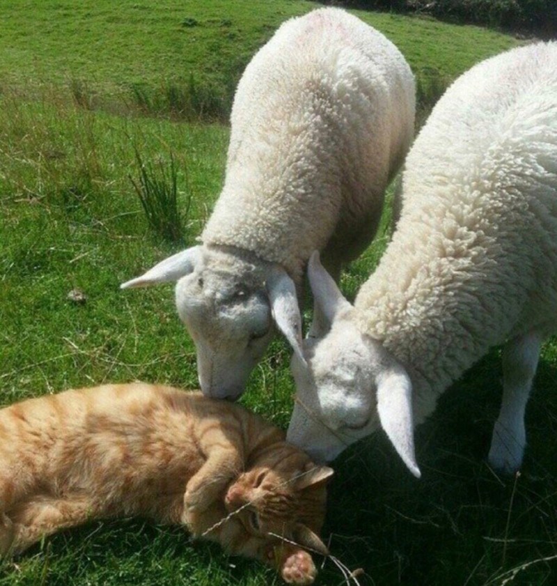 Коты бараны